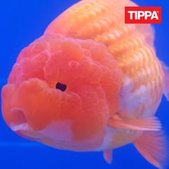 TIPPA: Salaisuus