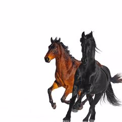 Lil Nas X feat. Billy Ray Cyrus: Old Town Road